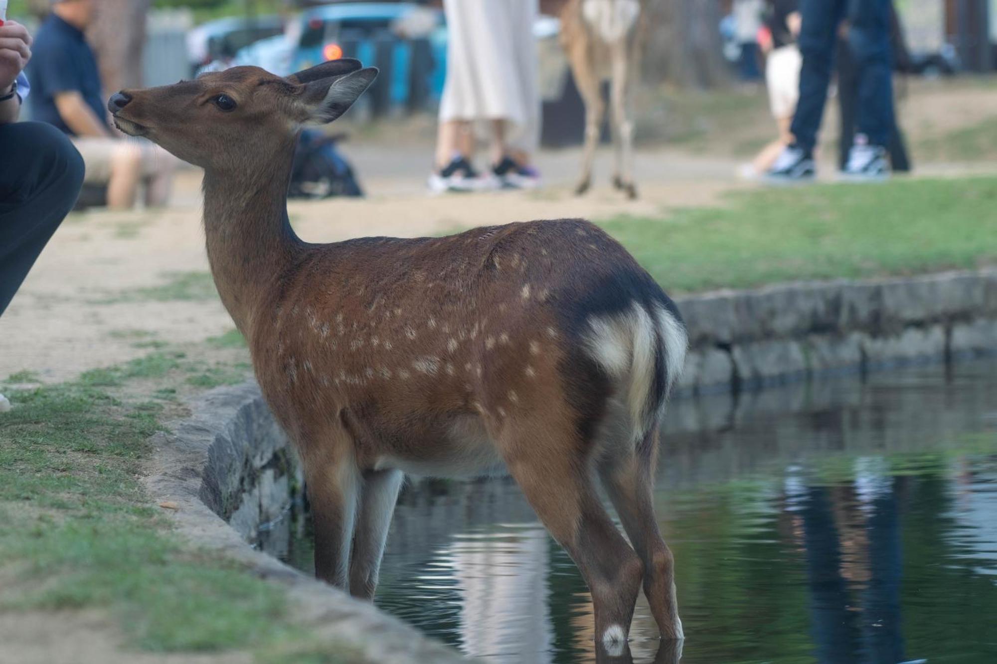 Nara Top Sights 5 To 20 Min Walk ภายนอก รูปภาพ